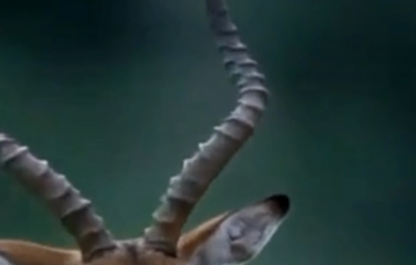 Axis buck