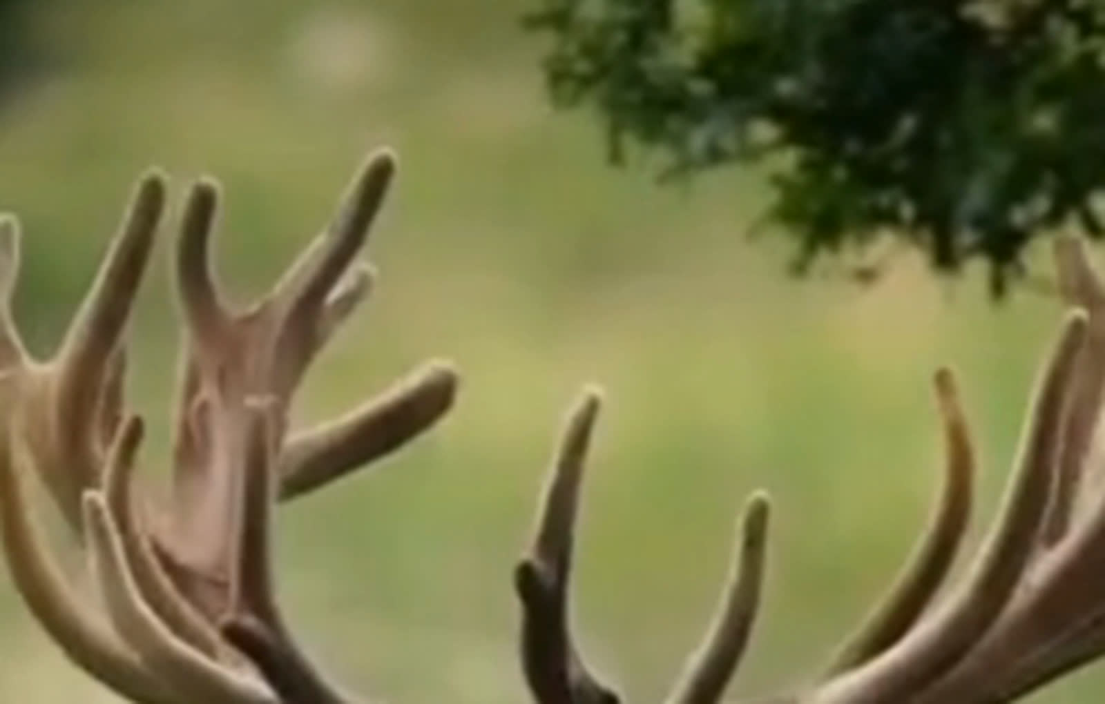 Red deer at dawn